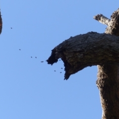 Apis mellifera (European honey bee) at Black Range, NSW - 22 Apr 2020 by MatthewHiggins