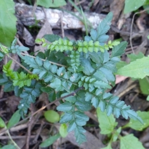 Pandorea pandorana at Black Range, NSW - 22 Apr 2020