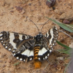 Apina callisto (Pasture Day Moth) at Majura, ACT - 14 Apr 2020 by brunonia
