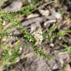 Ozothamnus diosmifolius (Rice Flower, White Dogwood, Sago Bush) at Black Range, NSW - 22 Apr 2020 by MatthewHiggins