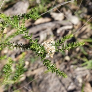 Ozothamnus diosmifolius at Black Range, NSW - 22 Apr 2020