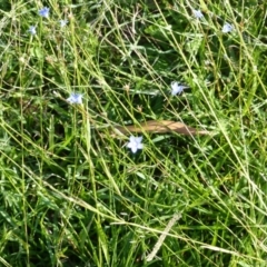 Wahlenbergia gracilis (Australian Bluebell) at Black Range, NSW - 22 Apr 2020 by MatthewHiggins