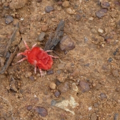Trombidiidae (family) (Red velvet mite) at Majura, ACT - 14 Apr 2020 by dingo