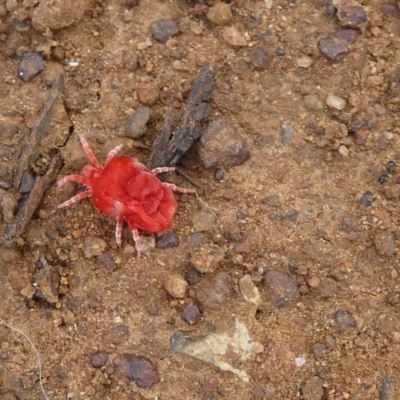 Trombidiidae (family) (Red velvet mite) at Campbell Park Woodland - 14 Apr 2020 by dingo