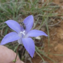 Wahlenbergia sp. (Bluebell) at Campbell Park Woodland - 14 Apr 2020 by dingo