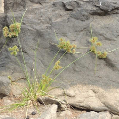 Cyperus eragrostis (Umbrella Sedge) at Tuggeranong DC, ACT - 15 Jan 2020 by michaelb