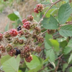 Rubus anglocandicans (Blackberry) at Tuggeranong DC, ACT - 15 Jan 2020 by michaelb