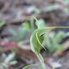 Diplodium laxum (Antelope greenhood) at Wanniassa Hill - 22 Apr 2020 by SandraH