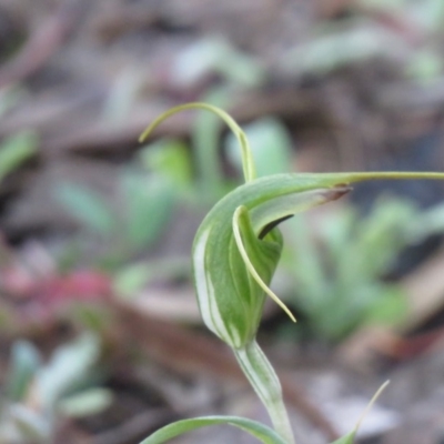 Diplodium laxum (Antelope greenhood) at Fadden, ACT - 23 Apr 2020 by SandraH