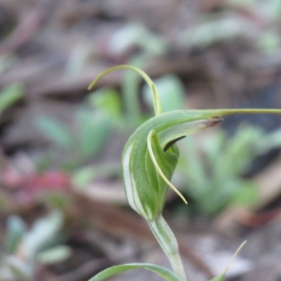 Diplodium laxum (Antelope greenhood) at Fadden, ACT - 22 Apr 2020 by SandraH