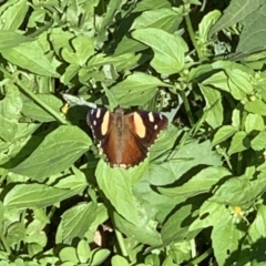 Vanessa itea (Yellow Admiral) at Black Range, NSW - 22 Apr 2020 by StephH