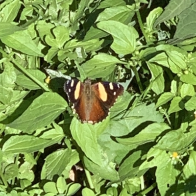 Vanessa itea (Yellow Admiral) at Black Range, NSW - 22 Apr 2020 by Steph H