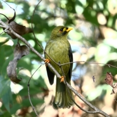 Manorina melanophrys (Bell Miner) at Wingecarribee Local Government Area - 22 Apr 2020 by Snowflake