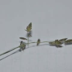 Eragrostis (genus) (A Lovegrass) at Wamboin, NSW - 30 Mar 2020 by natureguy