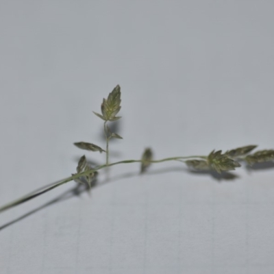 Eragrostis (genus) (A Lovegrass) at Wamboin, NSW - 30 Mar 2020 by natureguy