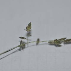 Unidentified Grass (TBC) at Wamboin, NSW - 30 Mar 2020 by natureguy