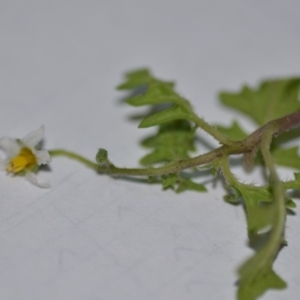 Solanum triflorum at Wamboin, NSW - 30 Mar 2020