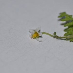 Solanum triflorum at Wamboin, NSW - 30 Mar 2020