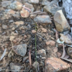 Corunastylis clivicola at Acton, ACT - suppressed