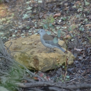 Colluricincla harmonica at Wamboin, NSW - 31 Mar 2020