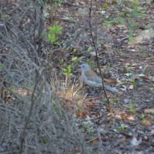 Colluricincla harmonica at Wamboin, NSW - 31 Mar 2020