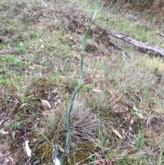 Lomandra sp. (A Matrush) at Lower Boro, NSW - 19 Mar 2017 by mcleana