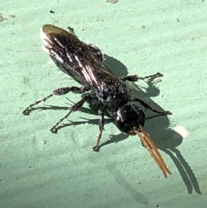 Anthoboscinae sp. (subfamily) at Aranda, ACT - 23 Apr 2020