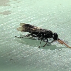 Anthoboscinae sp. (subfamily) at Aranda, ACT - 23 Apr 2020