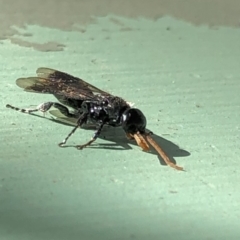 Anthoboscinae sp. (subfamily) at Aranda, ACT - 23 Apr 2020