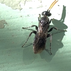 Anthoboscinae sp. (subfamily) at Aranda, ACT - 23 Apr 2020