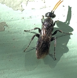 Anthoboscinae sp. (subfamily) at Aranda, ACT - 23 Apr 2020