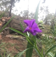 Solanum linearifolium (Kangaroo Apple) at Boro, NSW - 23 Nov 2018 by mcleana