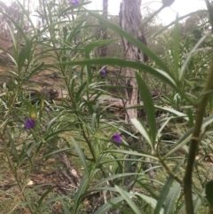 Solanum linearifolium at Boro, NSW - 23 Nov 2018
