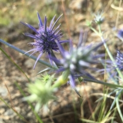 Eryngium ovinum (Blue Devil) at Boro, NSW - 4 Jan 2017 by mcleana