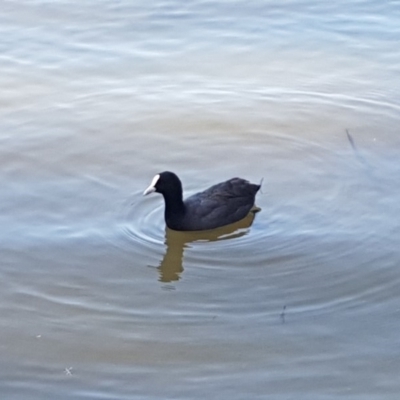 Fulica atra (Eurasian Coot) at Belconnen, ACT - 23 Apr 2020 by tpreston