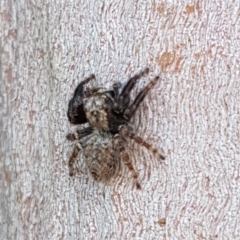 Servaea sp. (genus) (Unidentified Servaea jumping spider) at McKellar, ACT - 23 Apr 2020 by tpreston