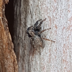 Servaea sp. (genus) at McKellar, ACT - 23 Apr 2020