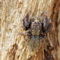 Servaea sp. (genus) (Unidentified Servaea jumping spider) at Belconnen, ACT - 23 Apr 2020 by tpreston