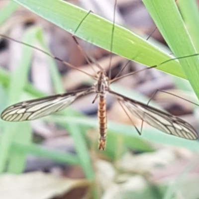 Ptilogyna sp. (genus) (A crane fly) at Lake Ginninderra - 23 Apr 2020 by trevorpreston