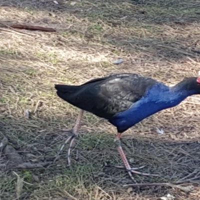 Porphyrio melanotus (Australasian Swamphen) at Belconnen, ACT - 23 Apr 2020 by trevorpreston