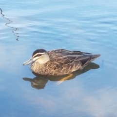 Anas superciliosa (Pacific Black Duck) at Belconnen, ACT - 23 Apr 2020 by trevorpreston