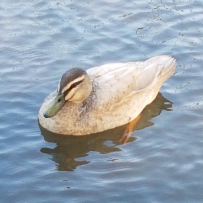 Anas platyrhynchos x superciliosa (Pacific Black Duck X Mallard (Hybrid)) at Lake Ginninderra - 23 Apr 2020 by tpreston