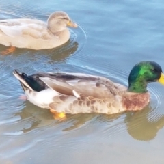 Anas platyrhynchos (Mallard (Domestic Type)) at Lake Ginninderra - 23 Apr 2020 by tpreston