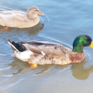 Anas platyrhynchos at Belconnen, ACT - 23 Apr 2020