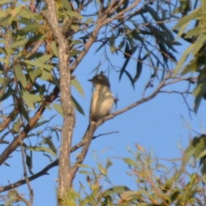 Pachycephala rufiventris at Wamboin, NSW - 31 Mar 2020