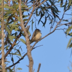 Pachycephala rufiventris at Wamboin, NSW - 31 Mar 2020