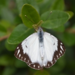 Belenois java (Caper White) at Wamboin, NSW - 7 Apr 2020 by natureguy