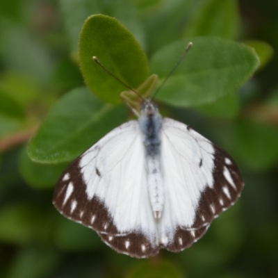 Belenois java (Caper White) at Wamboin, NSW - 7 Apr 2020 by natureguy