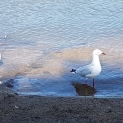 Chroicocephalus novaehollandiae (Silver Gull) at Lake Ginninderra - 23 Apr 2020 by tpreston