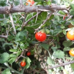 Lycium ferocissimum (African Boxthorn) at Isaacs Ridge - 23 Apr 2020 by Mike